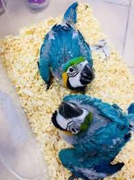 Exotic Bird Eggs For Sale In Usa Fresh Laid Guaranteed Fertile Tested Parrot Eggs Available For Sale At A Very Mo Parrots And Fertile Eggs Fo In 2020 Eggs For Sale Fertile Eggs For Sale Pets For Sale