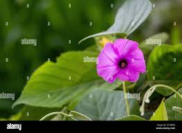 Image result for Ipomoea asarifolia