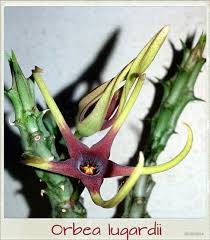 Image result for Orbea lugardii