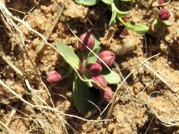 Image result for Bergia polyantha