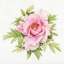 Light Pink Peony Flower Drawing Peony Drawing Flower Art