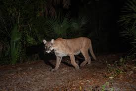 The sound of the beautiful ambiance of night creatures including horned owls, loons, tree toads, bats, cats, marsh frogs, and. Animals Need The Dark U S National Park Service