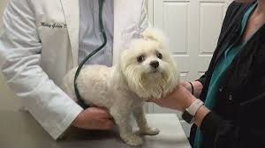 Exklusive reisen für deine schönste zeit! Low Cost Pet Vaccination Clinic Planned