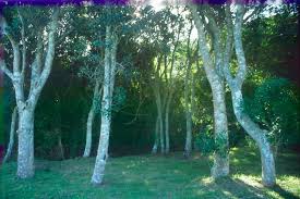 Image result for Apodytes dimidiata