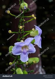 Image result for Thunbergia graminifolia