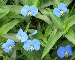 Image result for Commelina saxosa