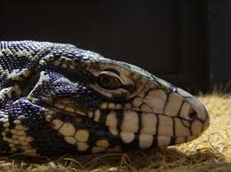 Argentine Black And White Tegu For Sale Ontario Salvator Tegu Species Tegu Tegu Lizard Large Lizards