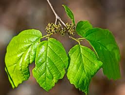 Image result for Hamamelidaceae