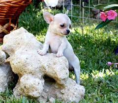 Criadero De Perros Miniatura Criadero Cantillana Chihuahua Criaderos De Perros Perros Chihuahua Cachorros Chihuahua