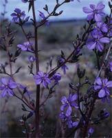 Image result for Aristea abyssinica
