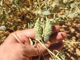 Image result for Pergularia