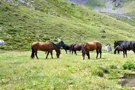 5 Things Wild Horses Can Teach Us About Horse Care Ecoequine