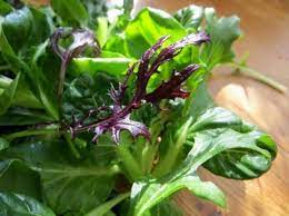 We did not find results for: Asia Salate Erntefrisch Im Winter