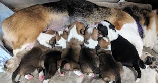 Prices are listed under puppy pricing. Home Hudson Valley Corgis Corgi Breeder In New York