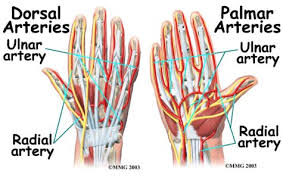 Image result for Normal Anatomic Position of the Hand and Wrist