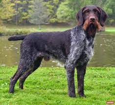 alman kalin tuylu pointer cinsi kopek ozellikleri ve bakimi kopek turleri german shorthaired pointer kopek