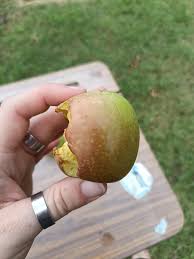 Image result for Granny Smith