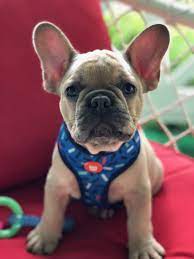 New Family Spoiling Royce He S The New Big Little Man Frenchbulldog Poeticfrenchies Frenchie Frenchie French Bulldog Cute Dogs Cute French Bulldog