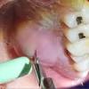 The best way to reverse tooth decay is to combine excellent dental hygiene with some simple dietary changes. 1