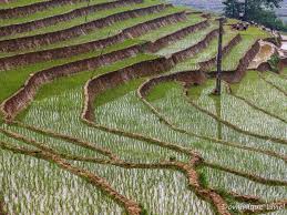 Riz Decouvrez Sa Culture Et Les Differents Types De Grains