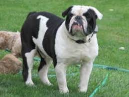 The olde english bulldogge is a rare breed developed by david leavitt by the crossing of half english bulldog, and the other half: Are You Wondering About The Olde English Bulldogge Breed Of Dog