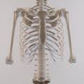 The pleura is a double‐layered membrane consisting of an inner pulmonary (visceral) pleura, which surrounds each lung, and an outer parietal pleura. Rib Cage Wikipedia