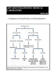 Image result for Enterobacteriaceae