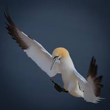 Large Birds With White Heads Northern Gannet By Peter Chanet