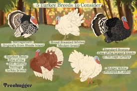 Visit this site for details: How To Choose Turkey Breeds