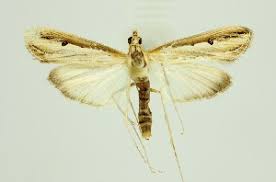 Image result for Euclasta