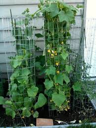 Maybe you would like to learn more about one of these? How To Grow Tomatoes Vertically Cromalinsupport