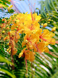 Image result for Caesalpinia