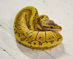 Baby Lemon Blast Ball Pythons For Sale Pythons For Sale Ball Python Cute Snake