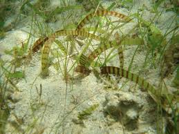 Image result for Thalassia hemprichii