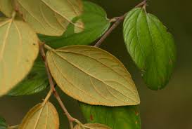 Image result for Ziziphus abyssinica