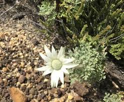 Maybe you would like to learn more about one of these? Wildflowers Of Sydney Harbour National Park Bitesize Traveller