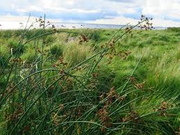 Image result for Bulbostylis schoenoides