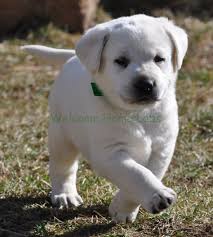 Find many german shepherd lab mix puppies and fall in lancaster puppies advertises puppies for sale in pa, as well as ohio, indiana, new york and other states. Sparky Waffle The Labrador Puppy From Welcome Home Labs Mn Labrador Puppy Cute Puppies Puppies