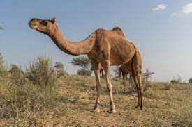 Now this is the next tale, and it tells how the camel got his big hump. Is Camel Riding Ethical In Jaisalmer India Something Of Freedom