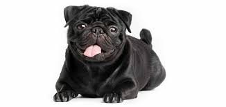 Black Pug Fascinating Facts and Important Information