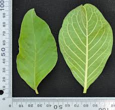 Image result for Vangueria sp.