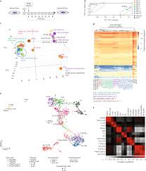 Once the fund's beneficiary reaches retirement age, the life annuity, lif,. Evaluating Totipotency Using Criteria Of Increasing Stringency Nature Cell Biology