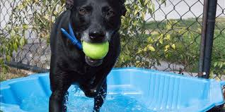 91 likes · 3 talking about this · 66 were here. Rspca Queensland Animal Care Advice Chill Out