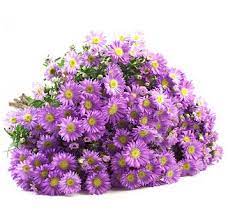 Aster Flowers For Sale Buy Aster Plants Whole Blossoms In 2021 Aster Flower Purple Flowers Purple Garden