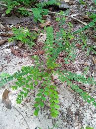 Image result for Phyllanthus