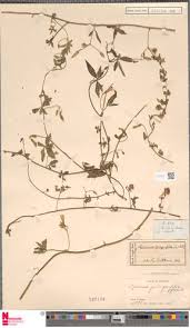 Image result for Merremia quinquefolia