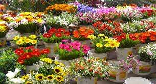 floricultura são gonçalo
