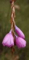 Image result for Dierama parviflorum
