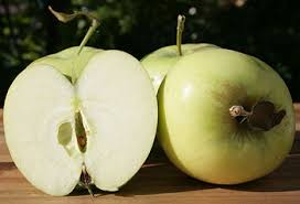 Apple juice ginger ale punch recipes 14,391 recipes. Ginger Gold Apples Cooksinfo