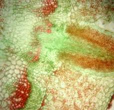 Image result for Alectra parasitica